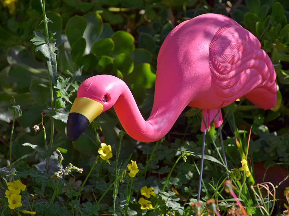 Flamingo.jpg