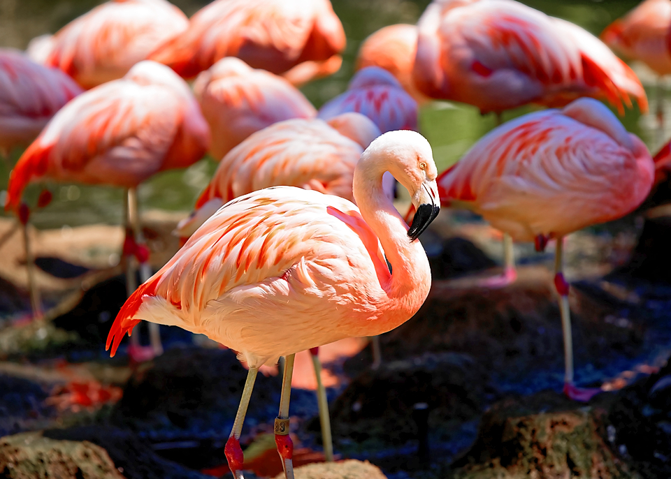Flamingo.jpg