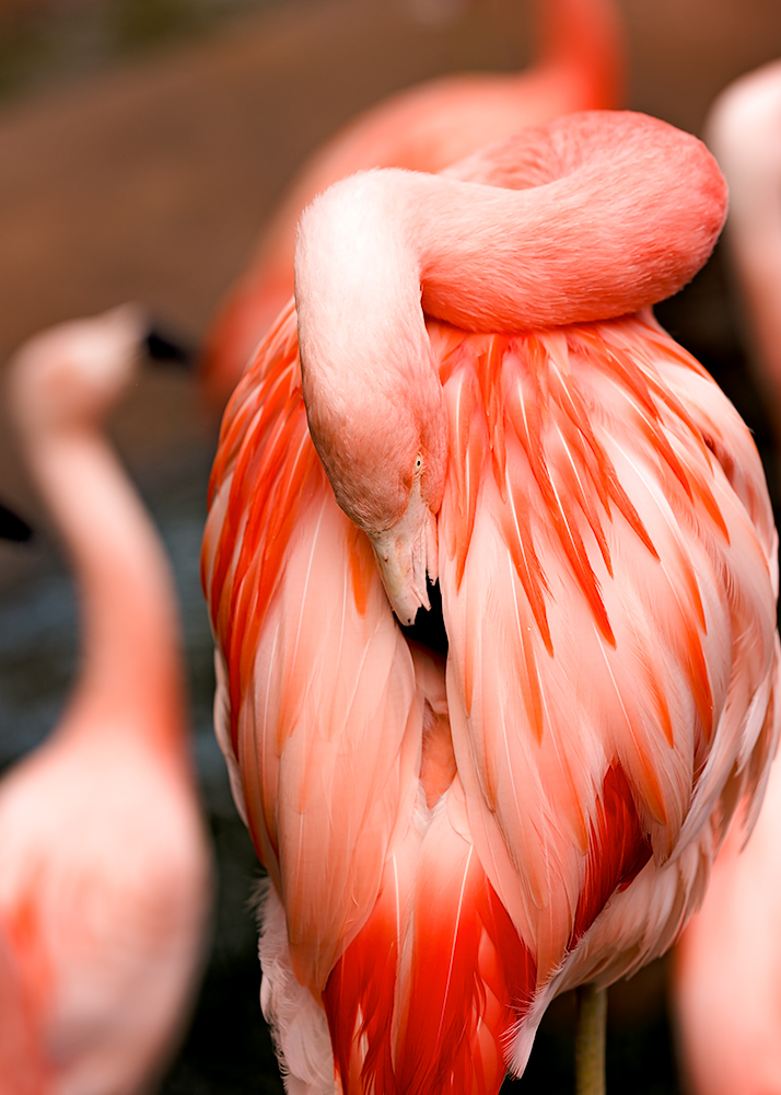 Flamingo.jpg