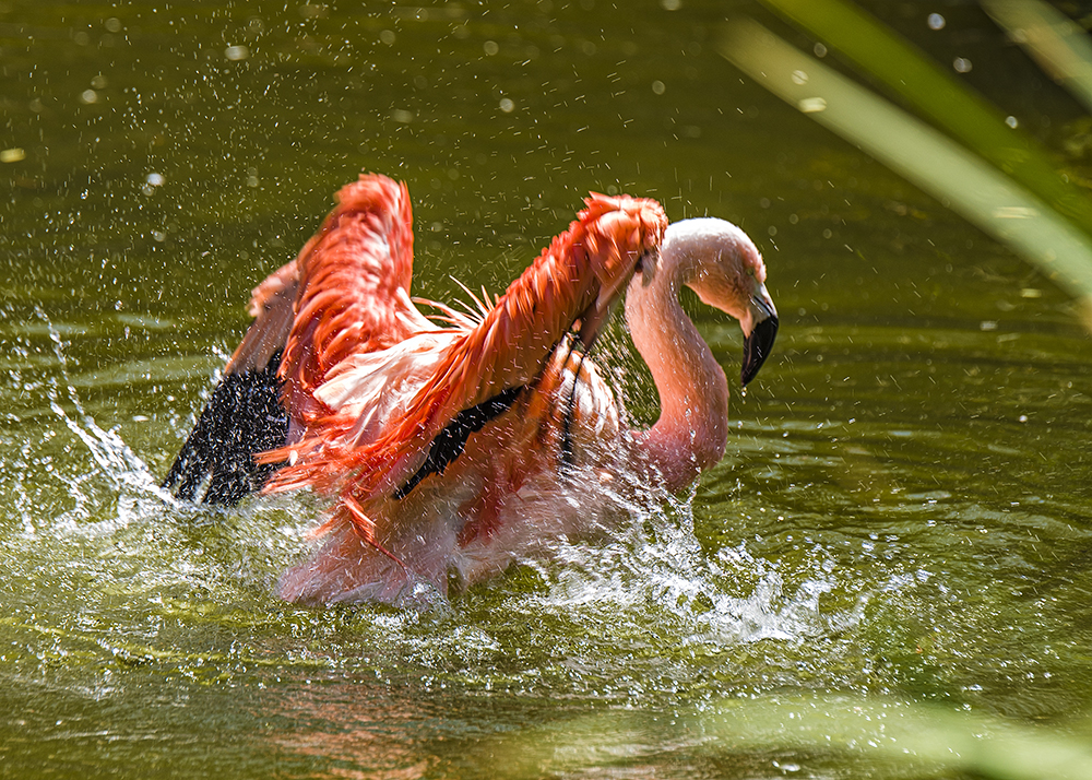 Flamingo Takes a Bath.jpg