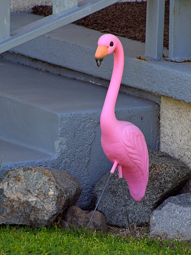 Flamingo2.jpg