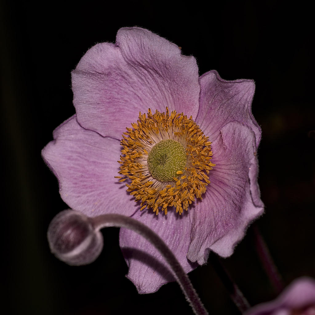 Flash-test-pink.jpg
