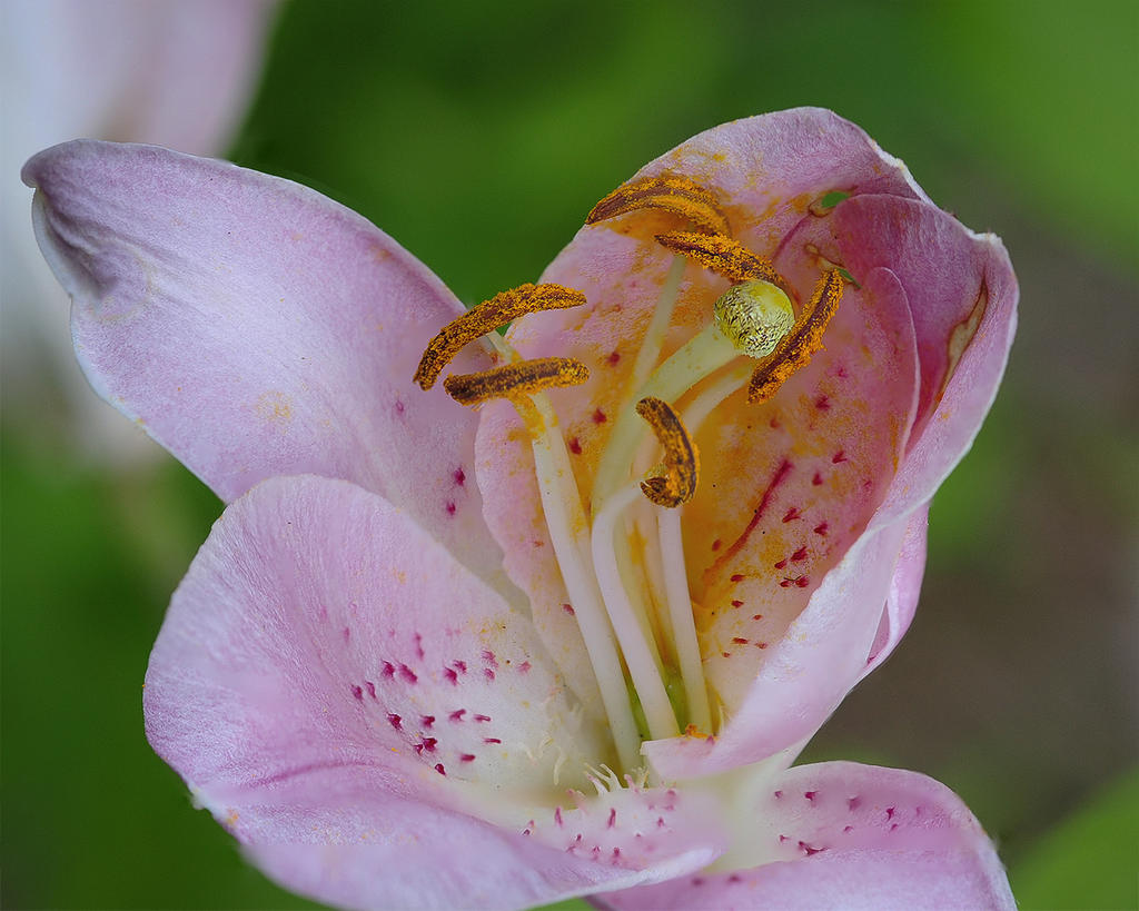 fleur2.jpg