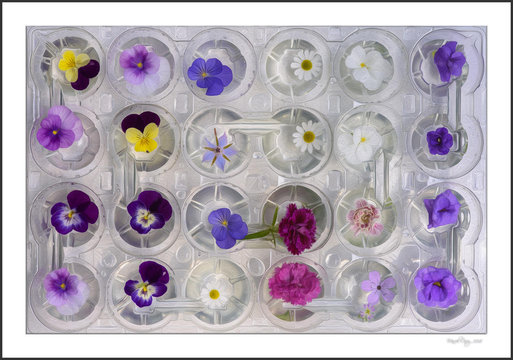 fleurs aquatiques Oil.jpg