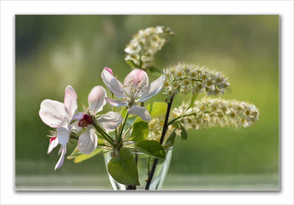 Fleurs du matin.jpg
