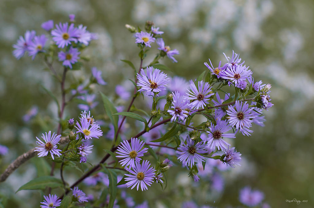 Fleurs sauvages .jpg