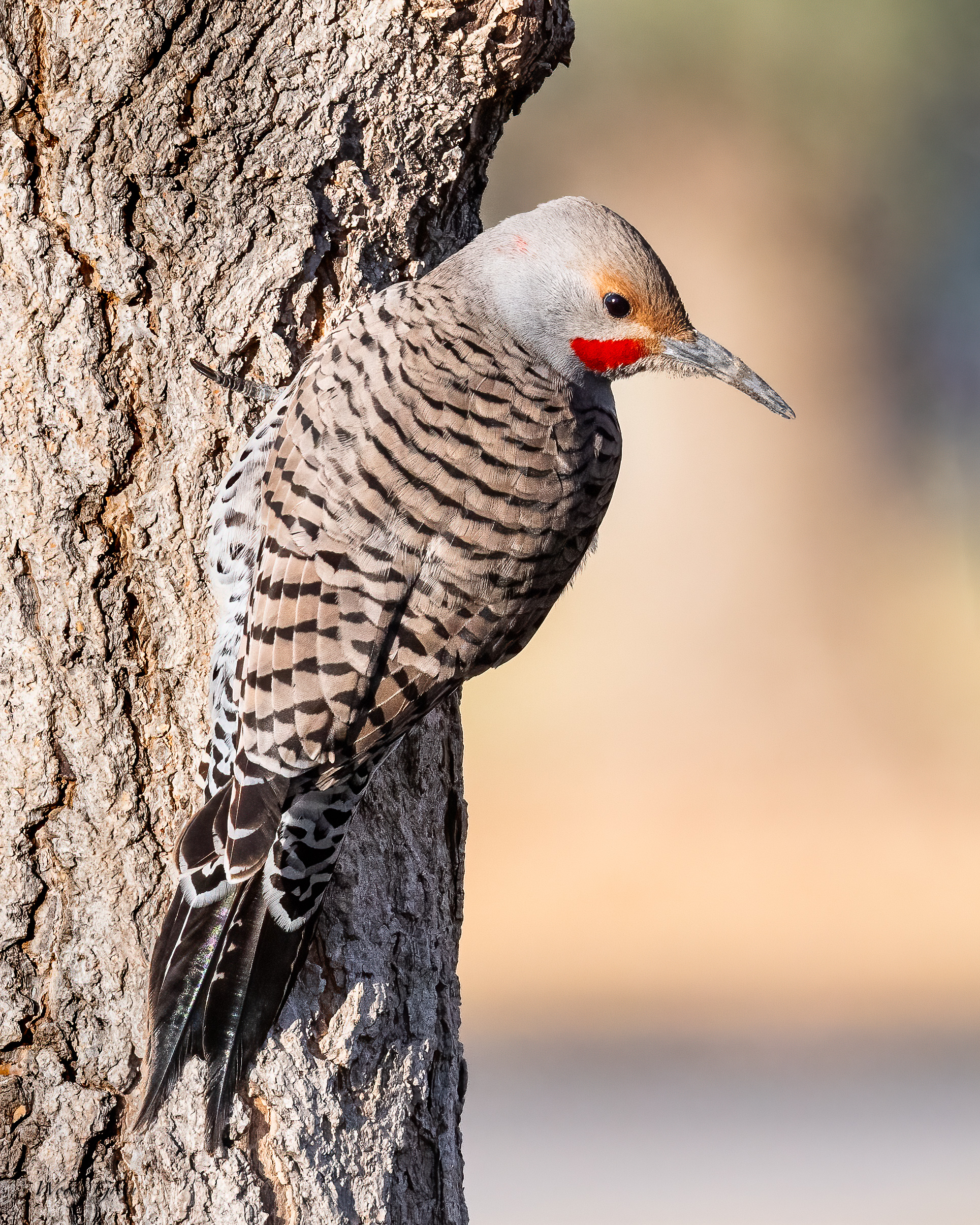 Flicker-276.jpg