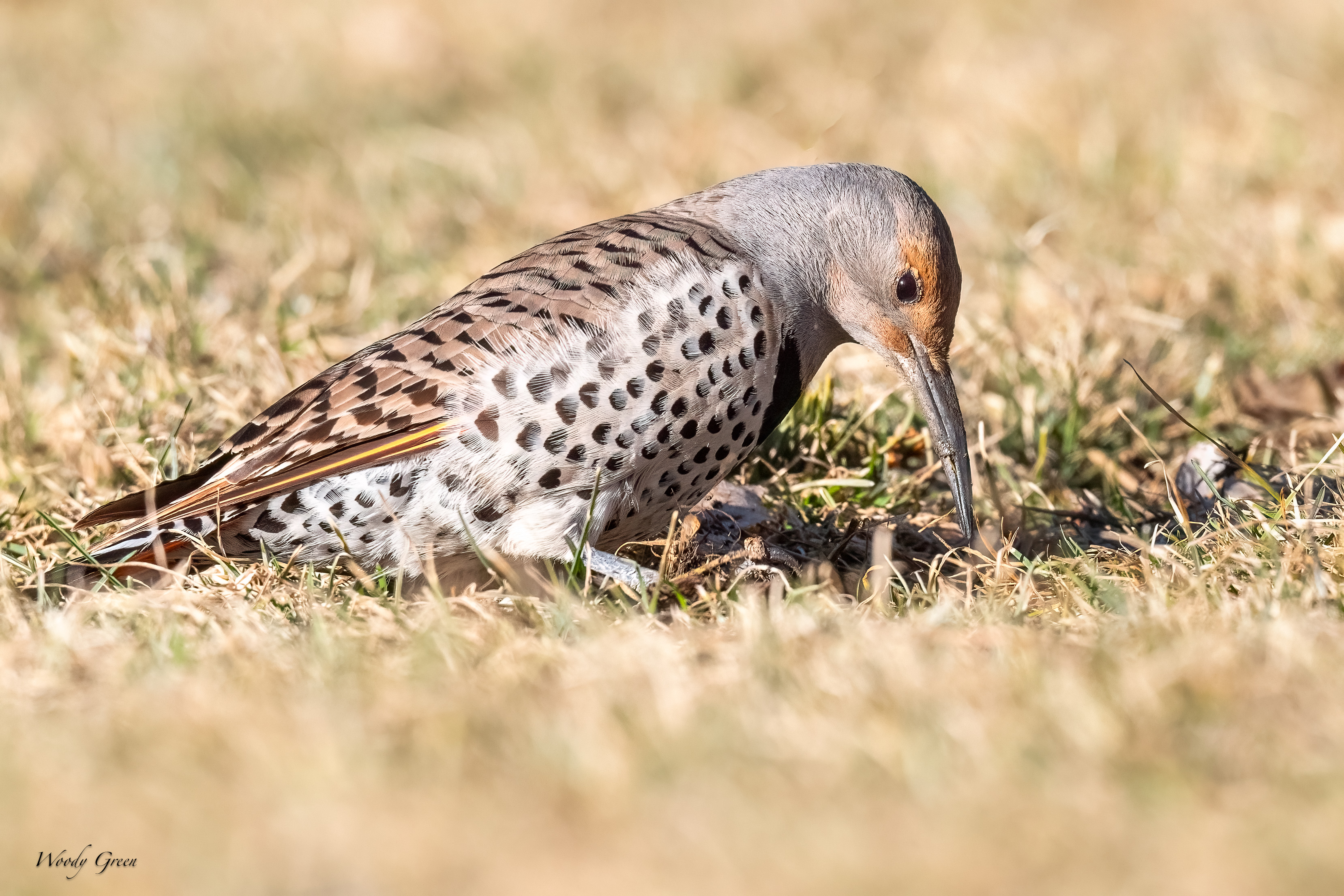 Flicker-277.jpg