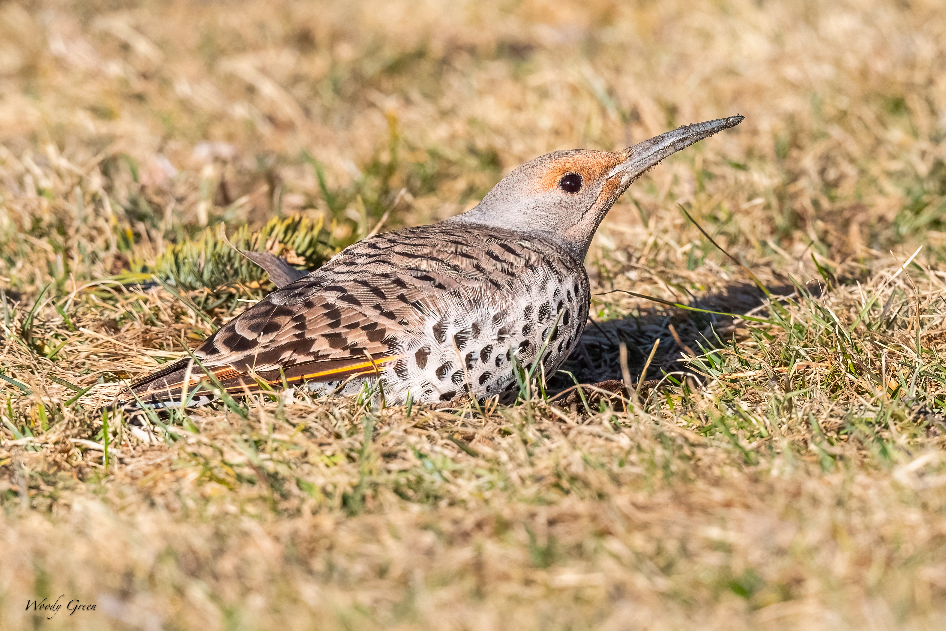 Flicker-278.jpg