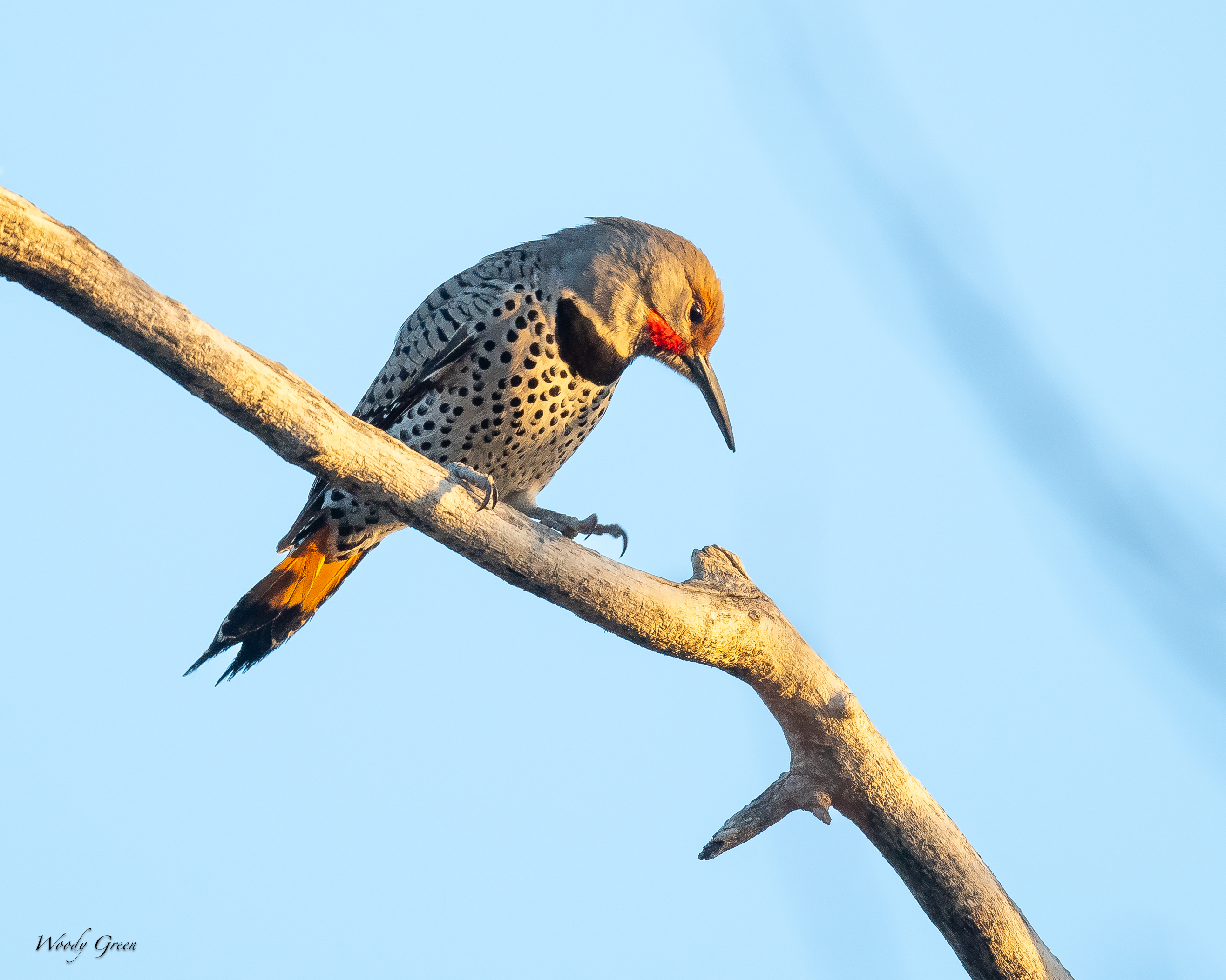 Flicker-46.jpg