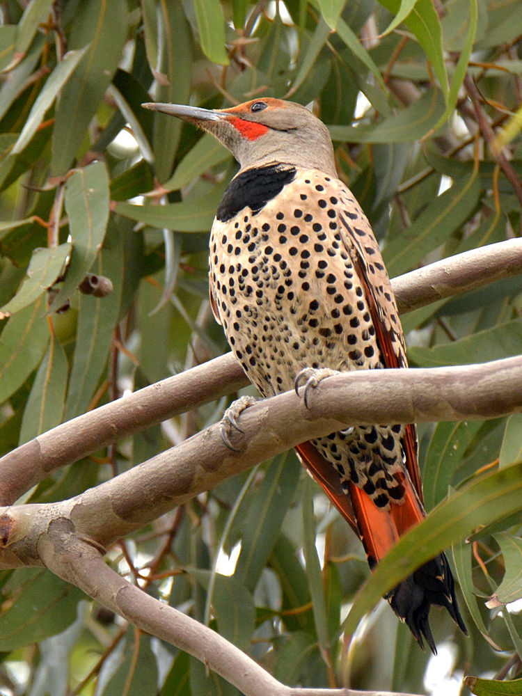 Flicker.jpg