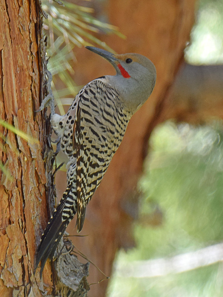 Flicker.jpg
