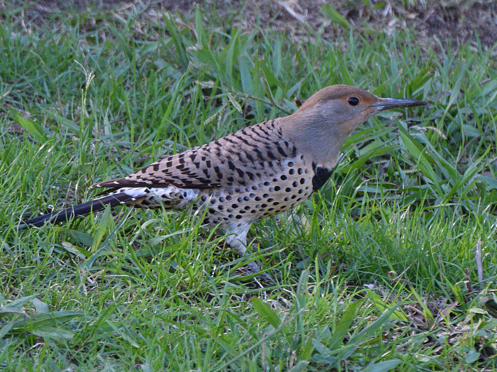 Flicker.jpg