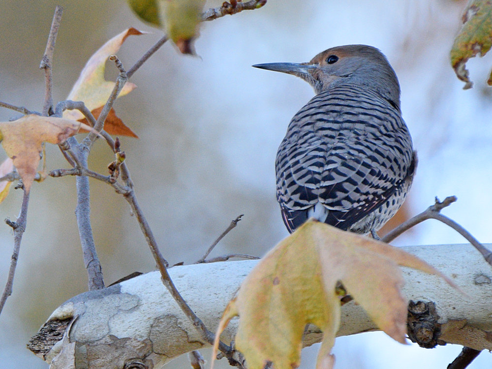 Flicker.jpg