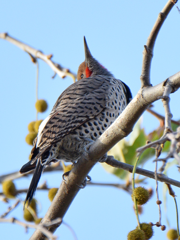 Flicker.jpg