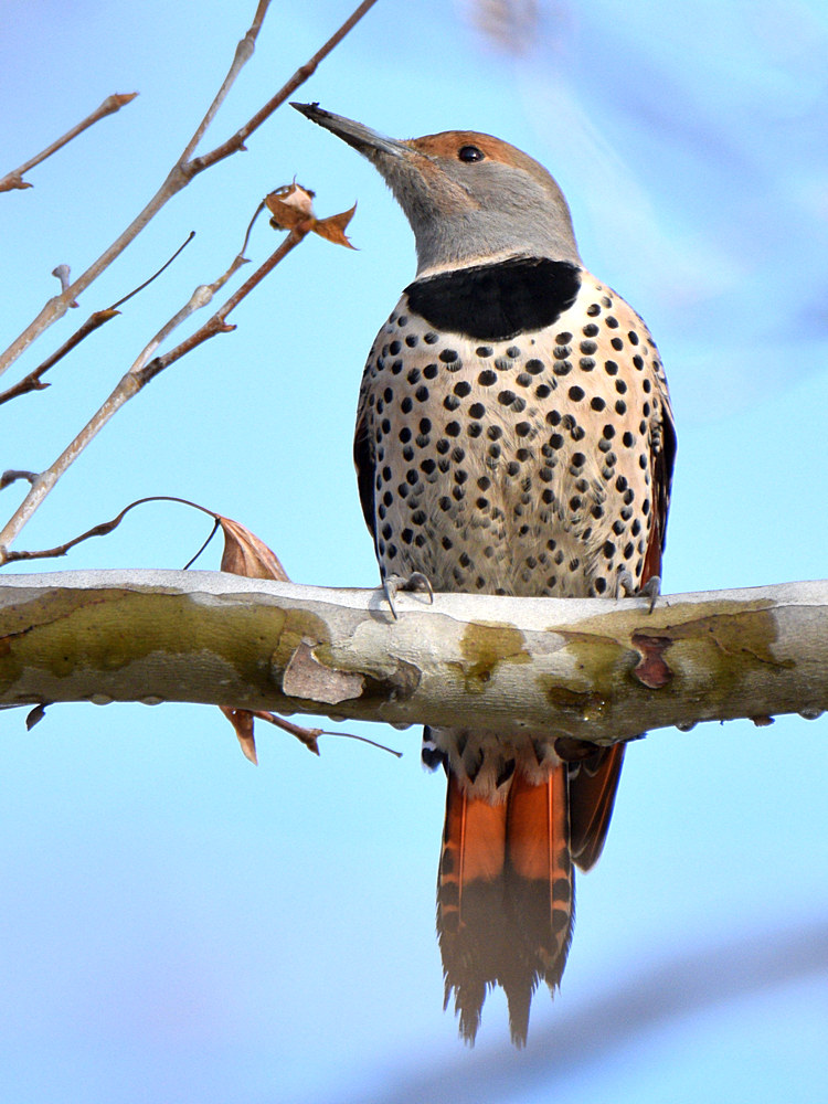 Flicker.jpg