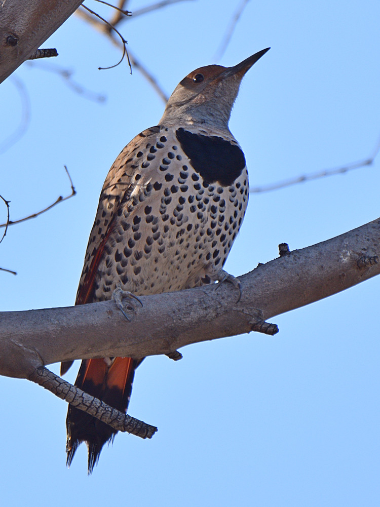 Flicker.jpg