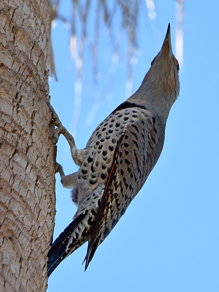 Flicker.jpg
