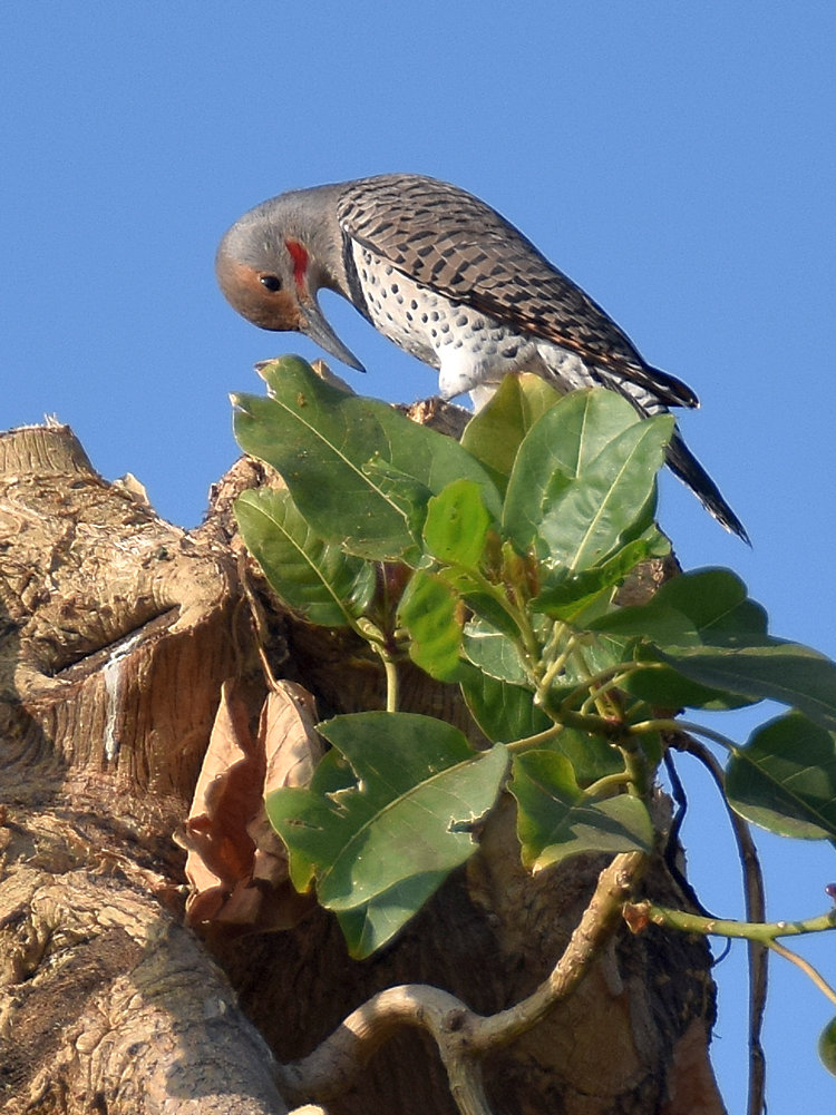 Flicker.jpg