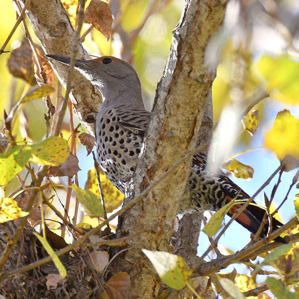Flicker.jpg