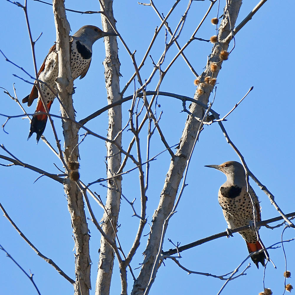 Flicker.jpg