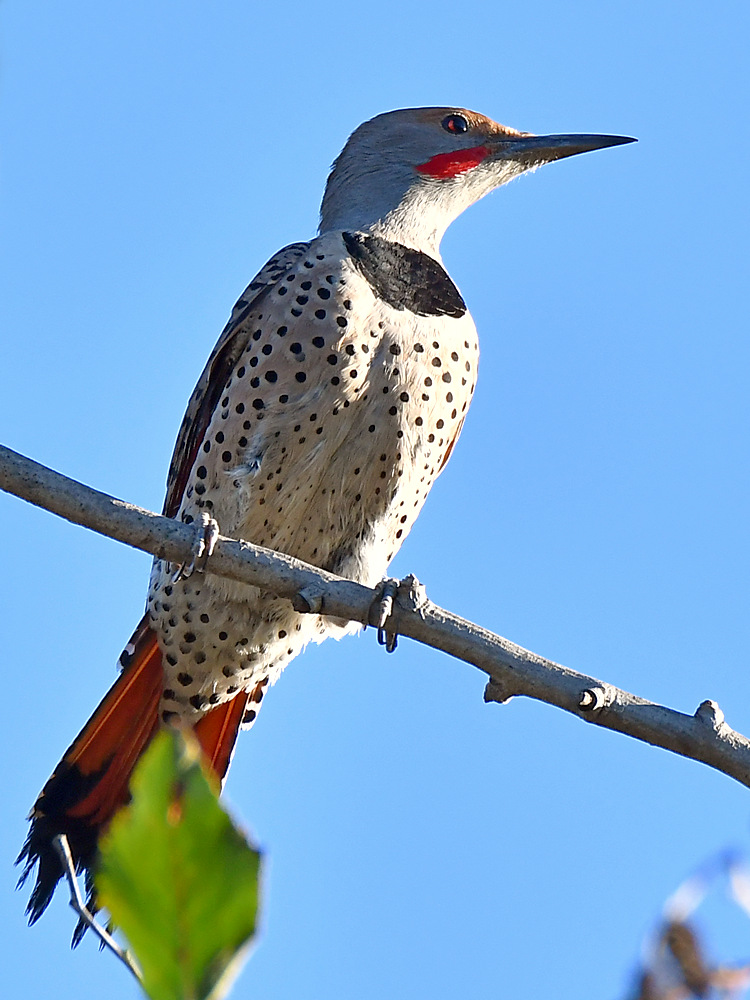 Flicker.jpg