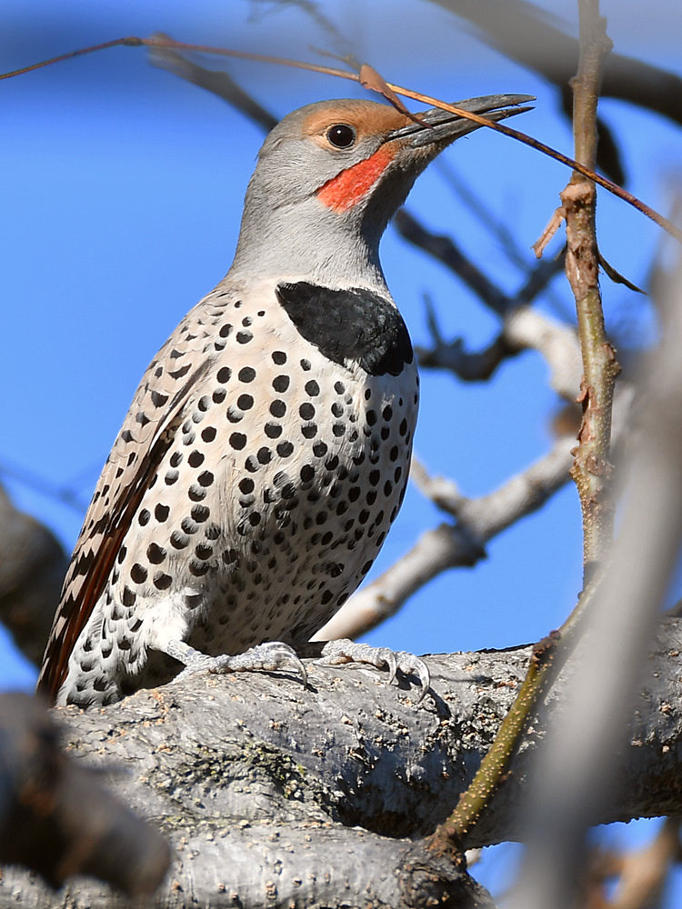 Flicker.jpg