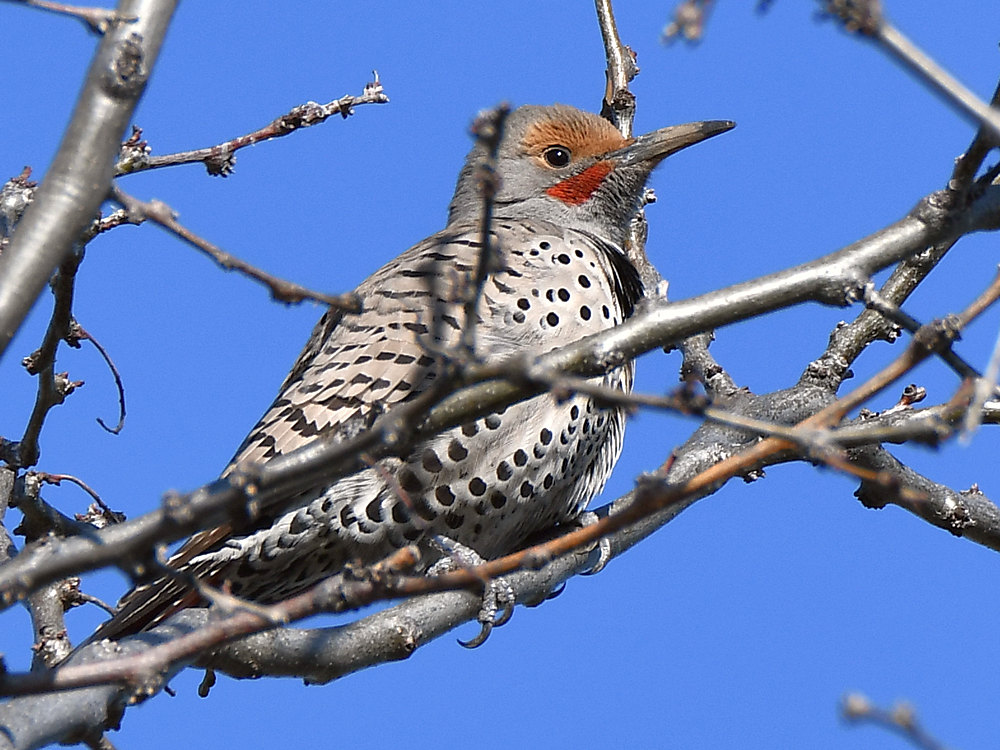 Flicker.jpg