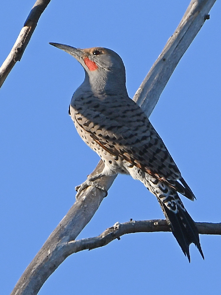 Flicker.jpg