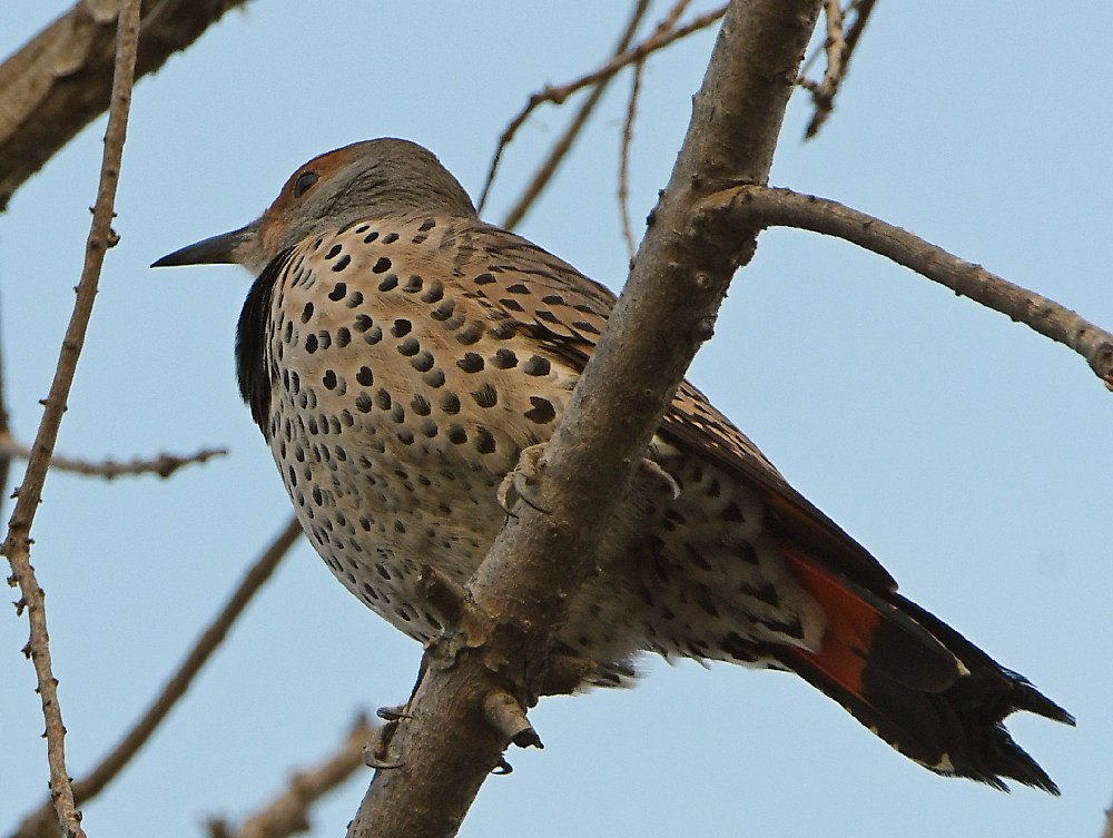 Flicker.jpg