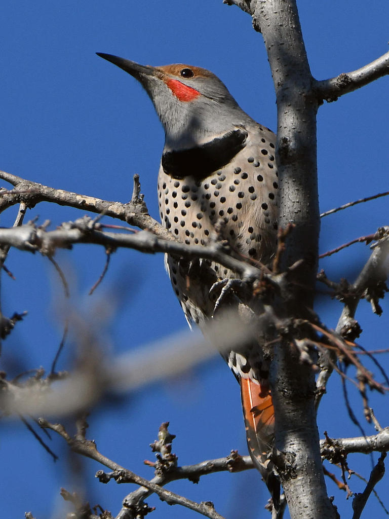 Flicker.jpg
