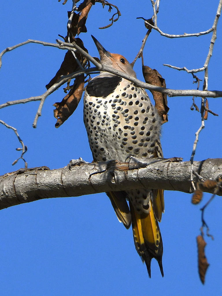 Flicker.jpg