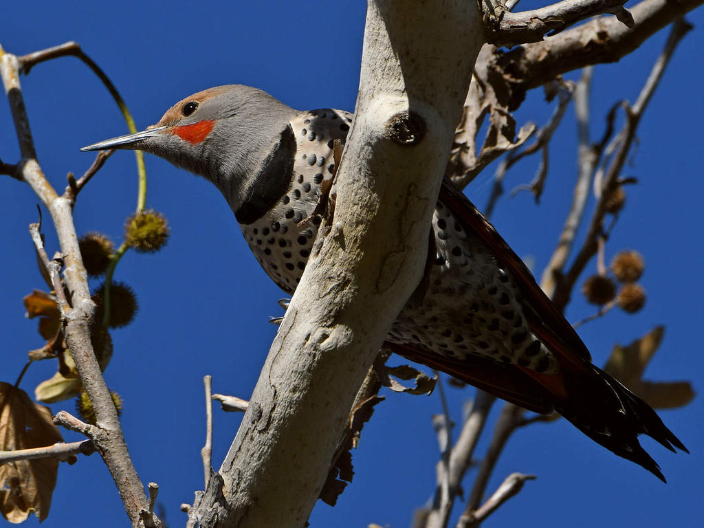 Flicker.jpg