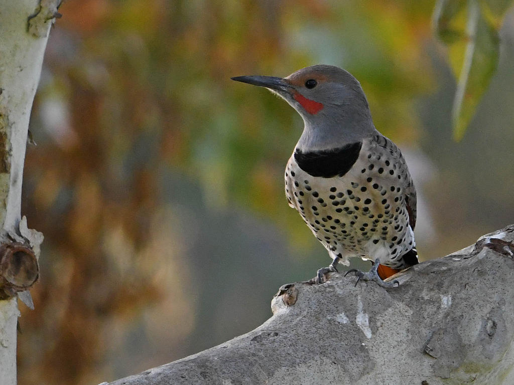 Flicker.jpg