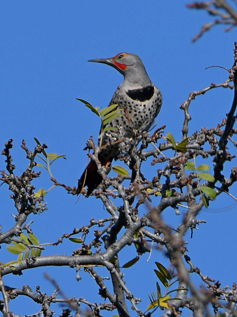Flicker.jpg