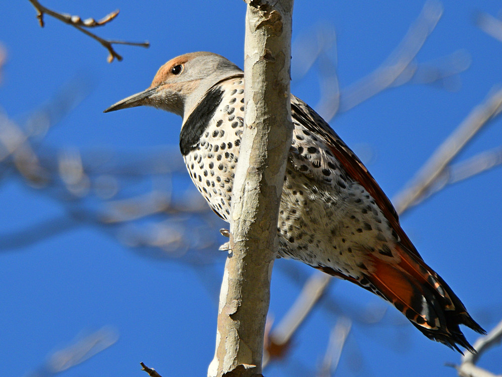 Flicker10.jpg