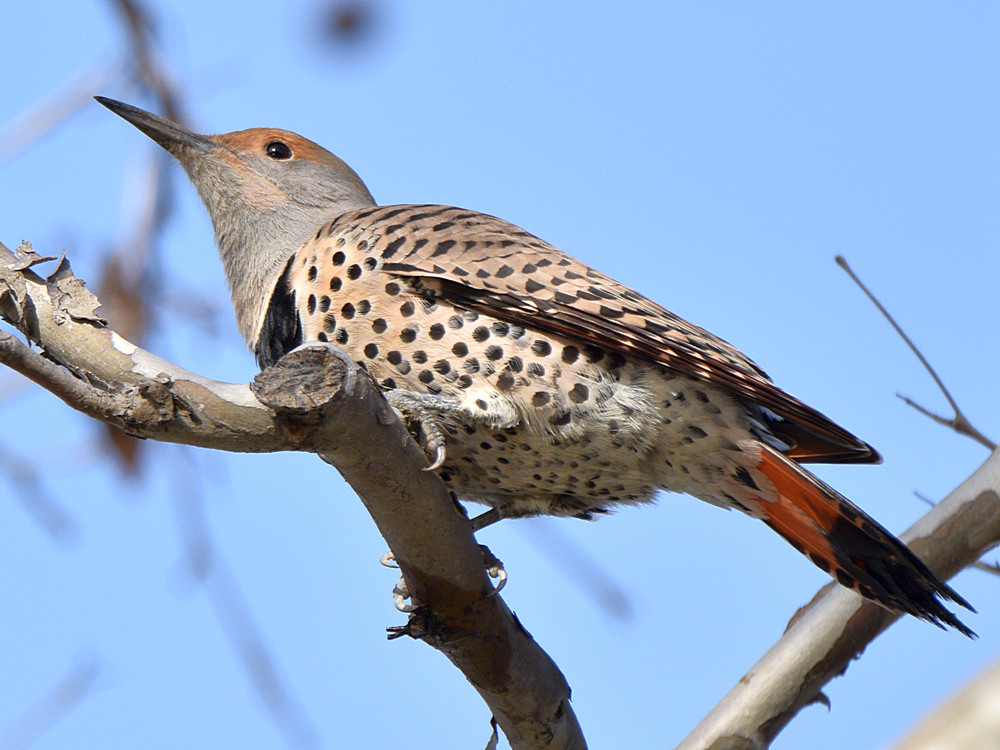 Flicker10.jpg