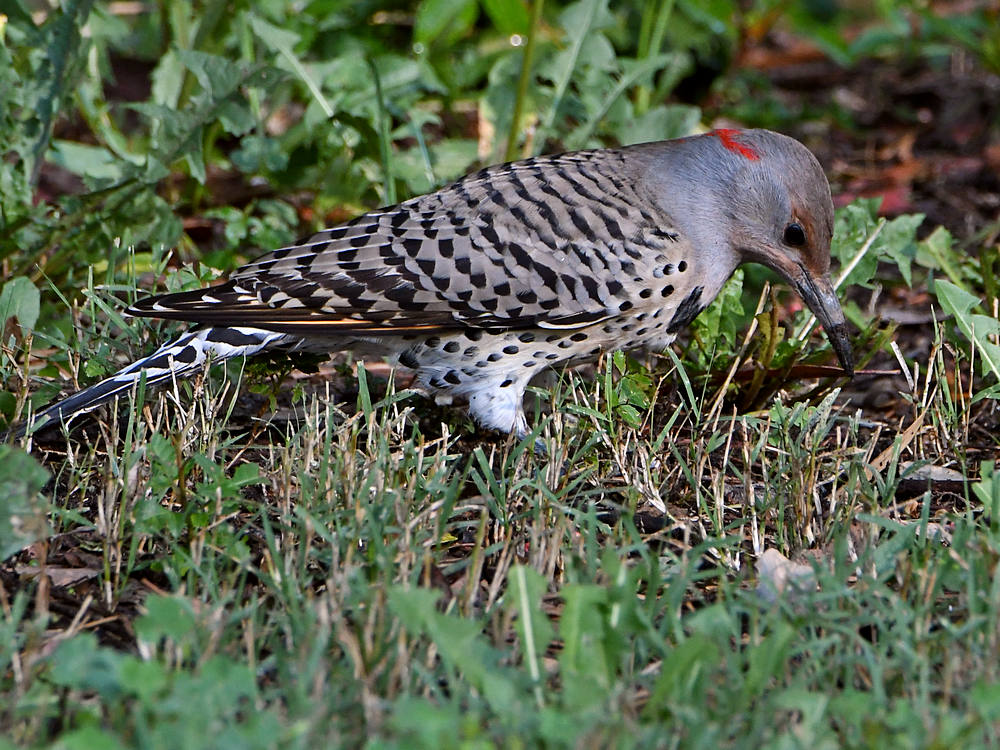 Flicker10.jpg