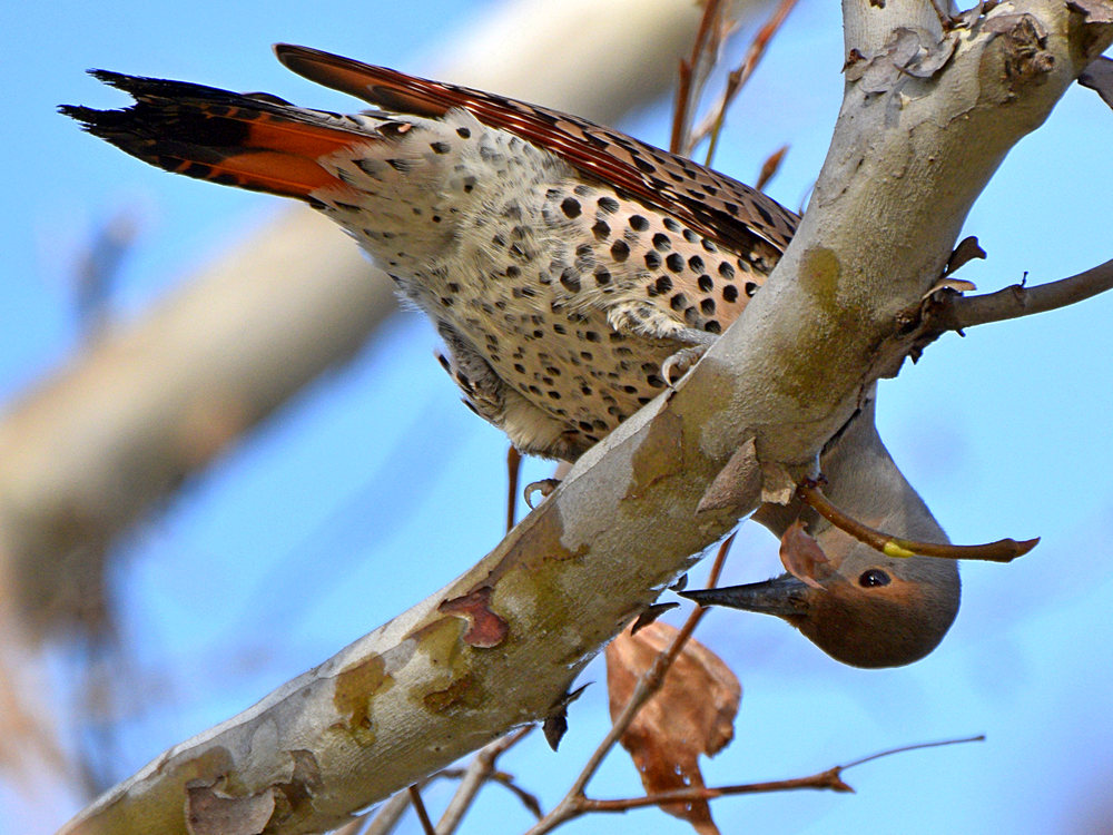 Flicker11.jpg