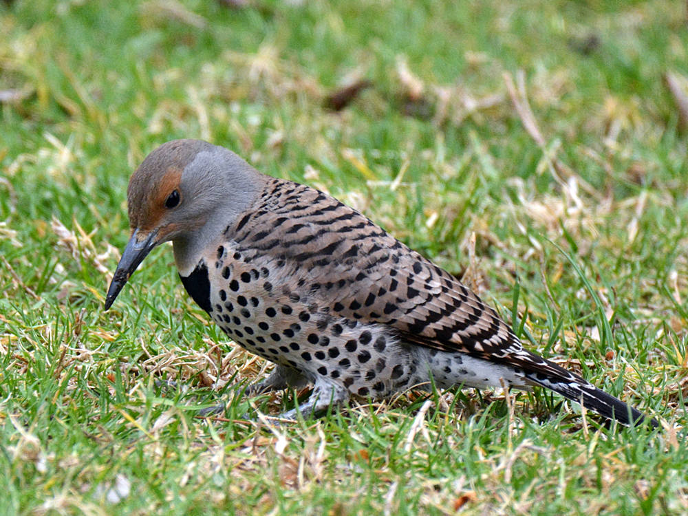 Flicker2.jpg