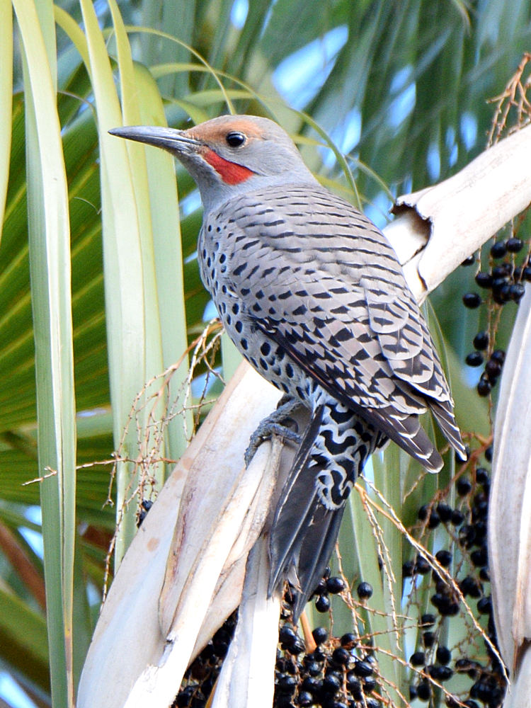 Flicker2.jpg