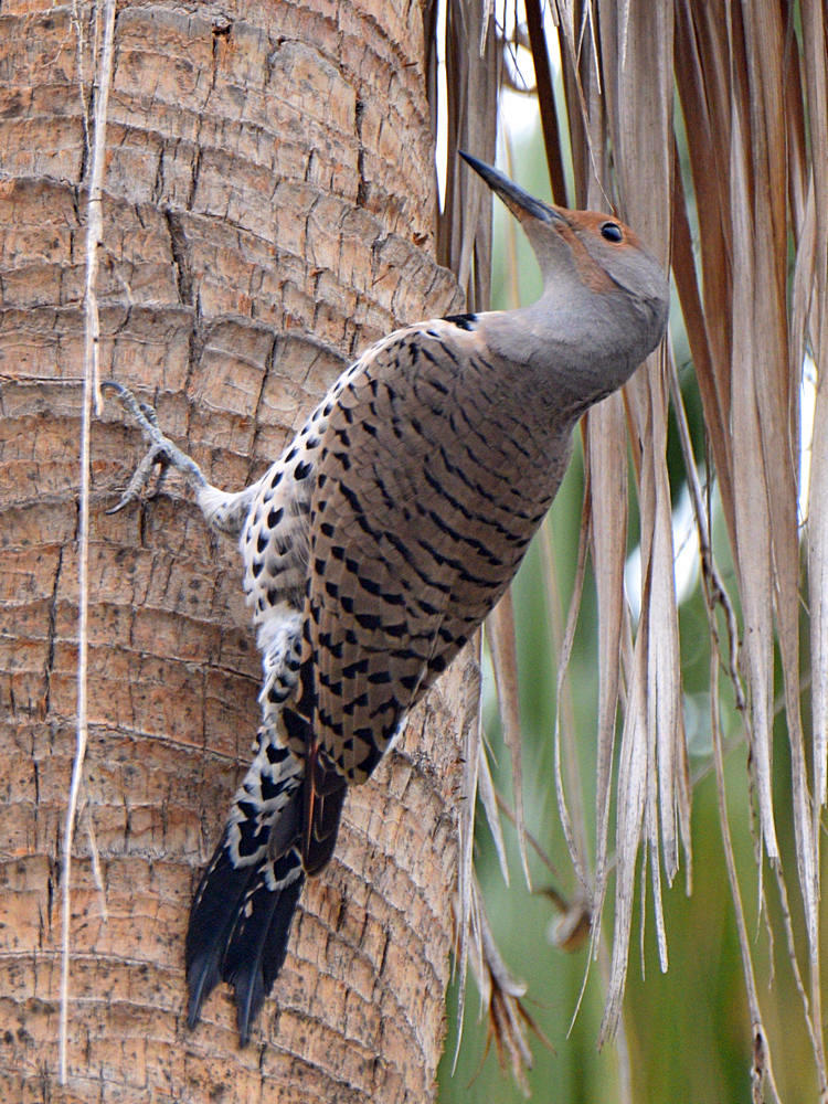 Flicker2.jpg