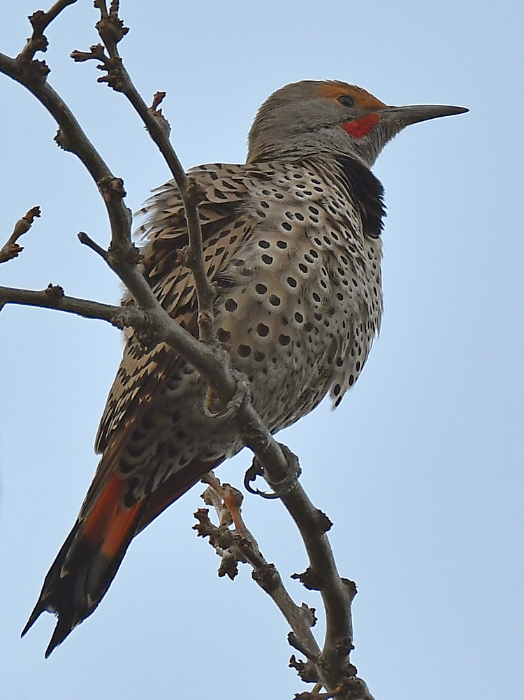 Flicker2.jpg