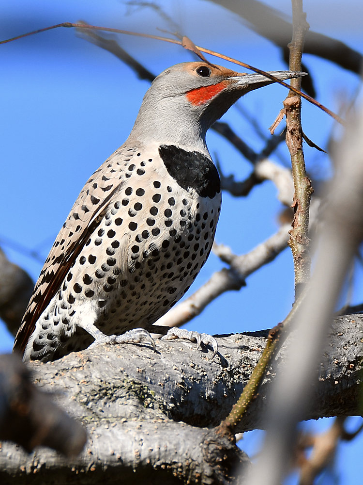 Flicker2.jpg
