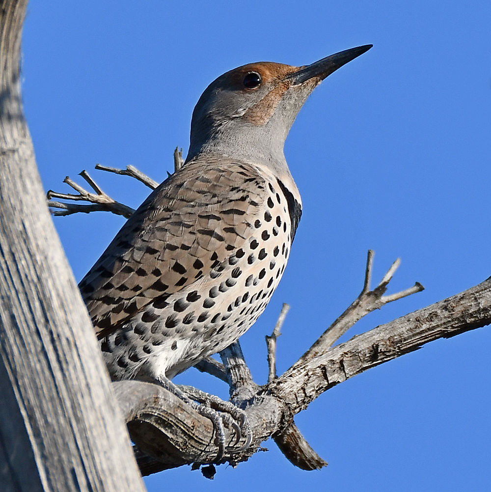 Flicker2.jpg