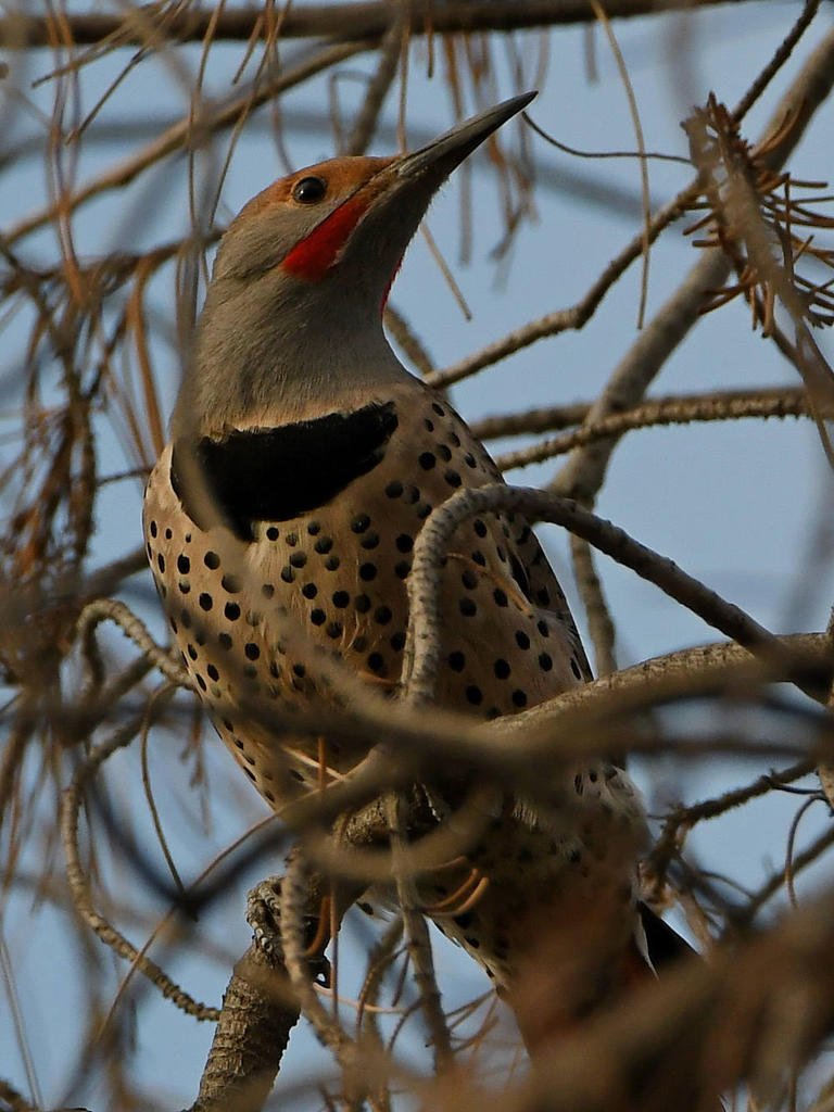 Flicker2.jpg