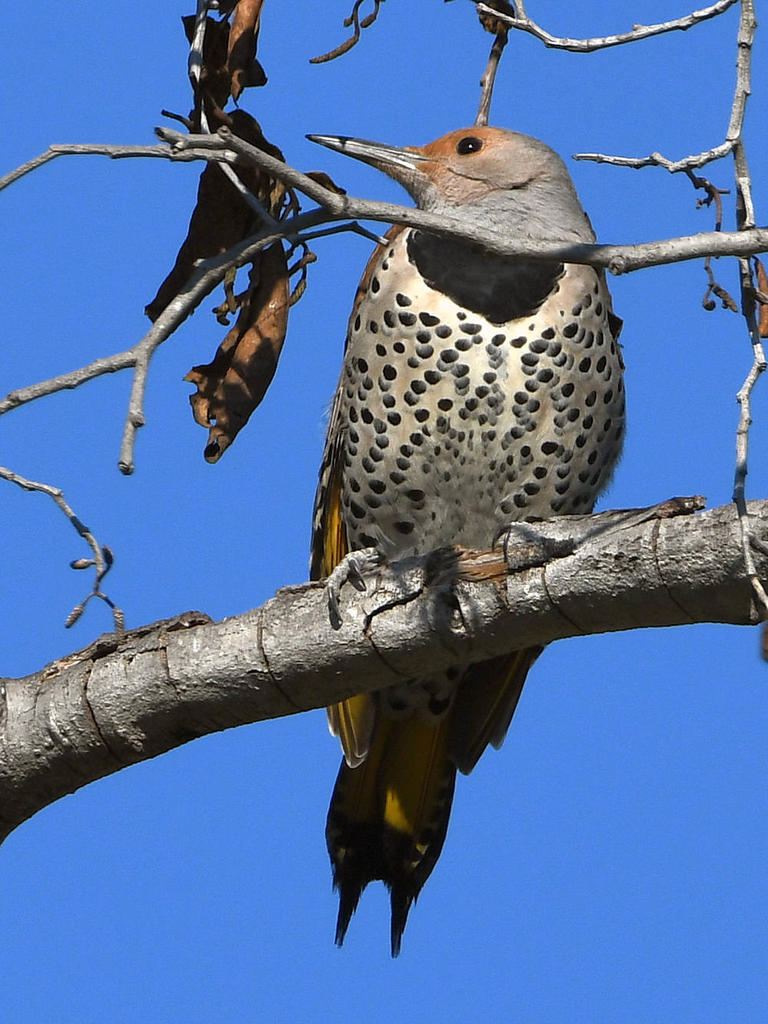 Flicker2.jpg