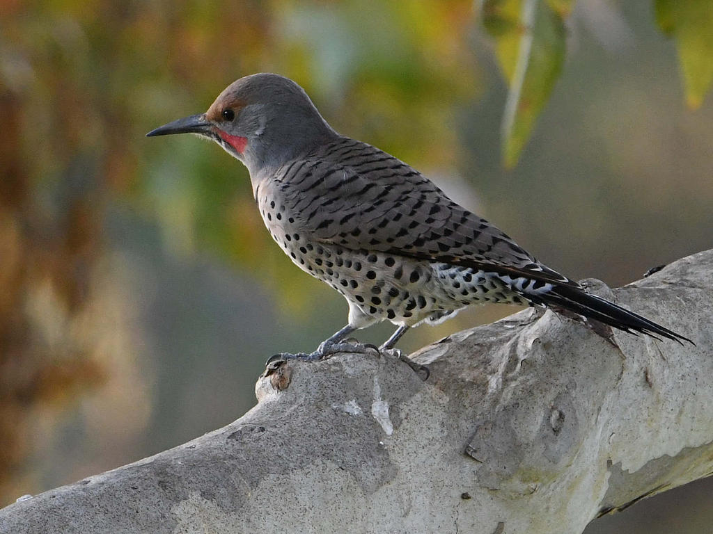 Flicker2.jpg