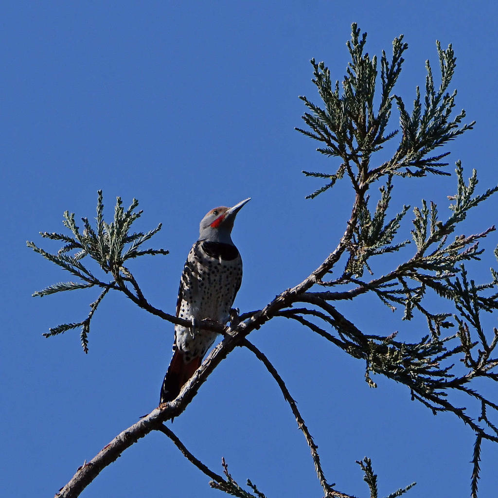 Flicker2.jpg