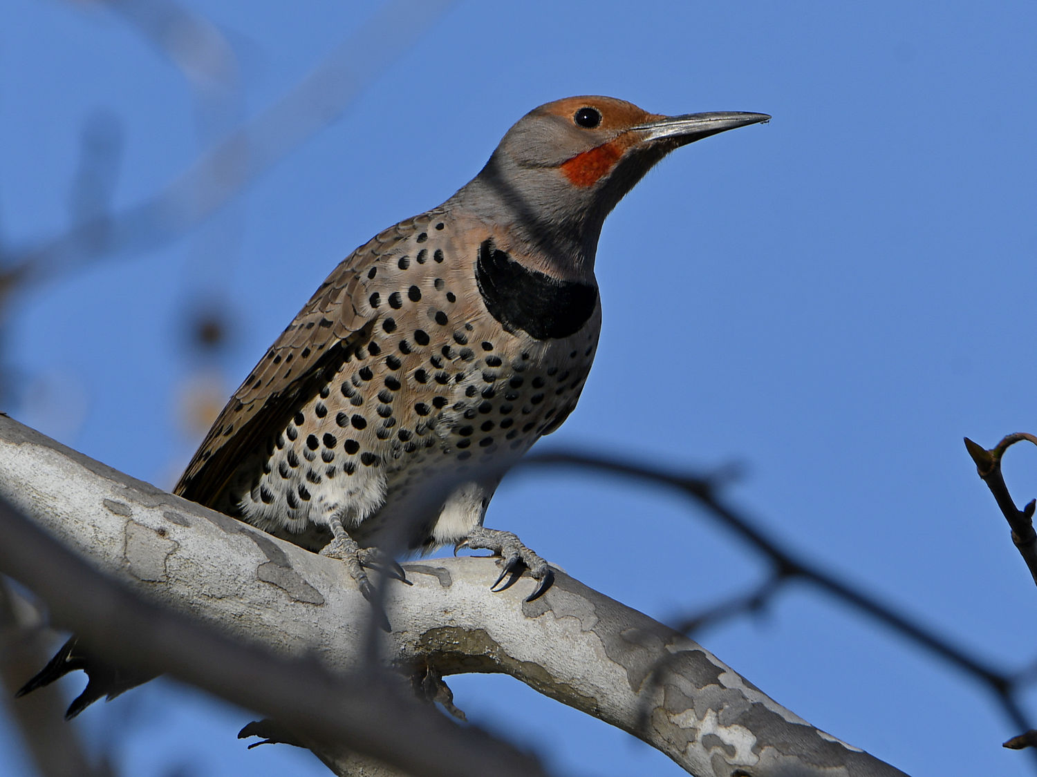 Flicker2.jpg